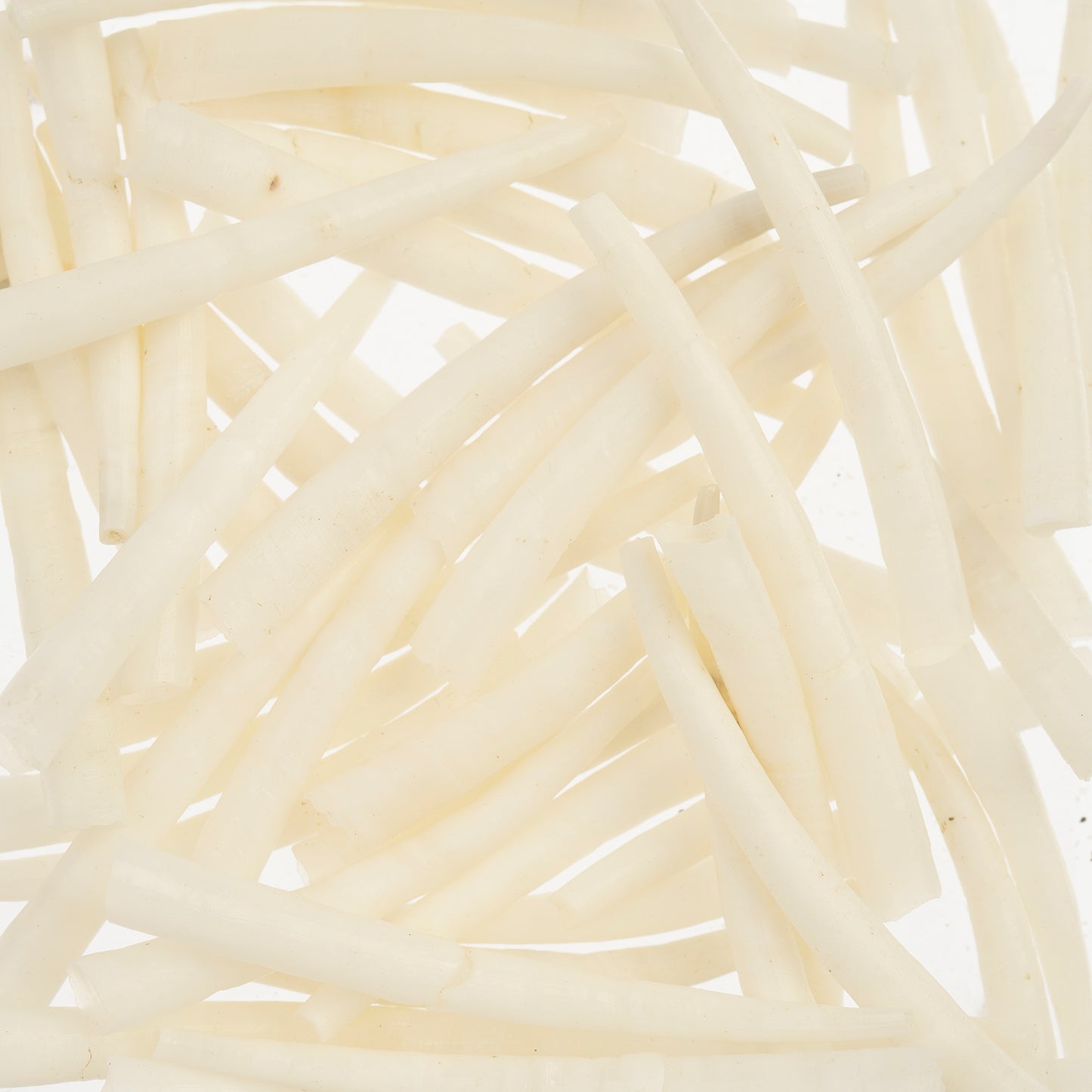 Dentalium Shell Smooth 1.5in to 2in Natural 6 pack