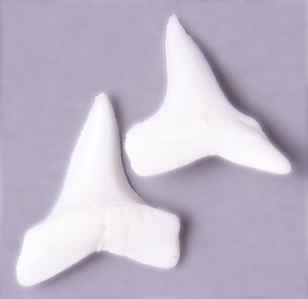 Maro Shark Teeth 1/2” White Bone 5pc | The Pink Bead Shop Canada