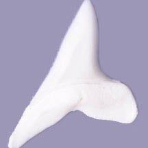 Maro Shark Teeth 5/8 Inch – White 5 Pack | The Pink Bead Shop Canada