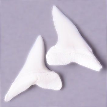 Maro Shark Teeth 3/4 Inch – White 5 Pack | The Pink Bead Shop Canada