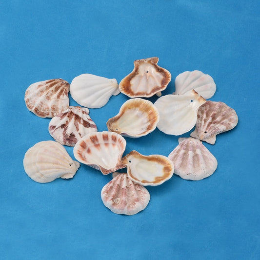 Sea Shell Pendant Beads Bulk